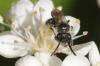 Andrena sp.